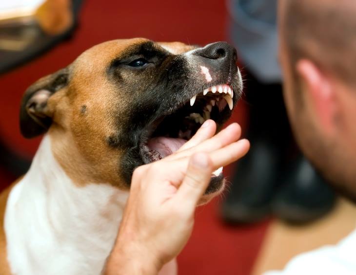Cani Che Aggrediscono I Padroni Necessario Ritornare Ad Una 